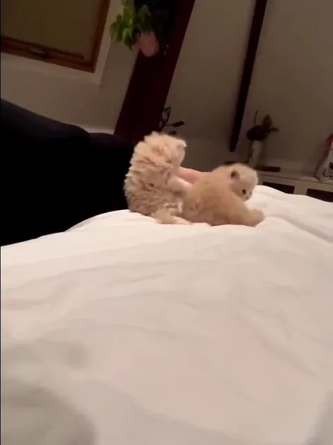 Драка пушистых котят