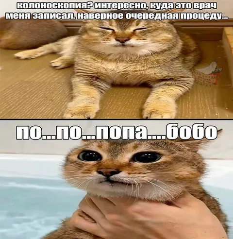 Кот узнал про колоноскопию