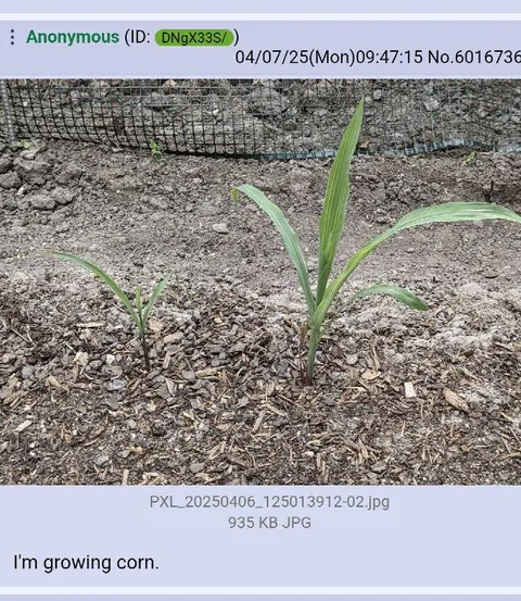 I'm Growing Corn