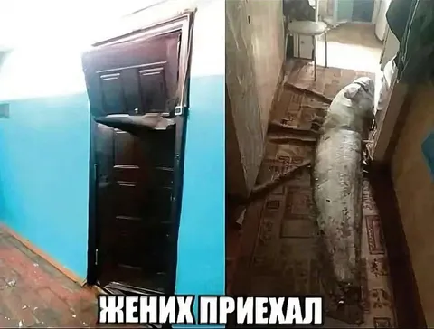 Жених приехал с бревном