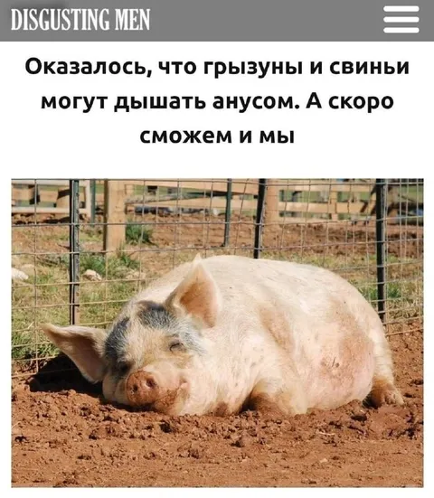 Свинья дышит анусом