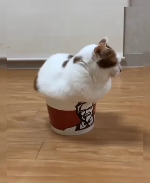 Кот в ведёрке KFC