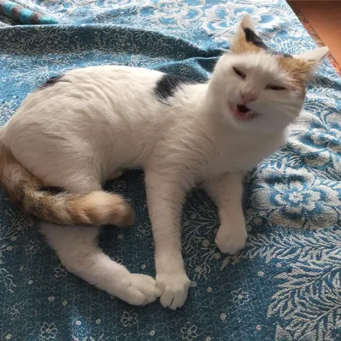 Кот что-то возмущённо говорит