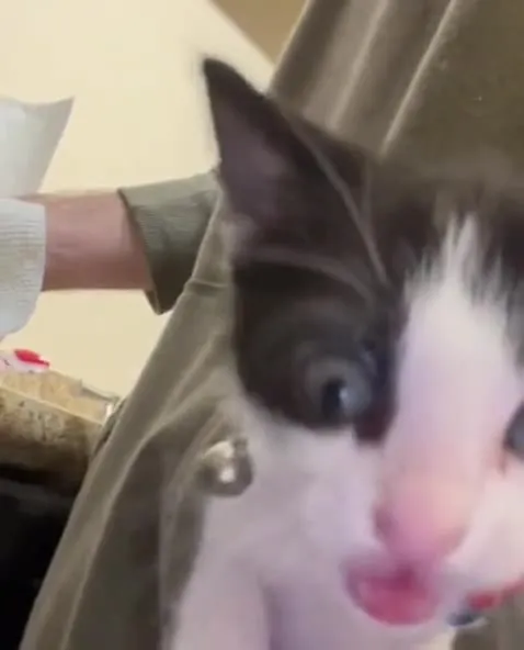 Котёнок вылезает из кармана