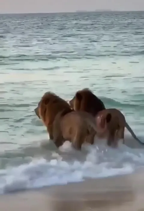 Львы выходят из моря
