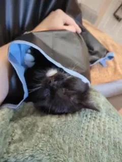 Кот в пакете