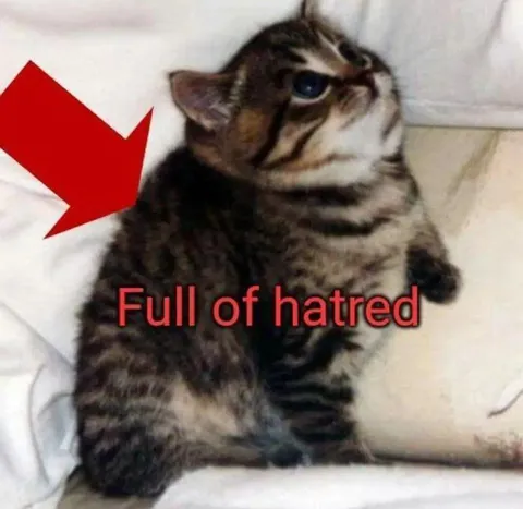 Full of Hatred Cat