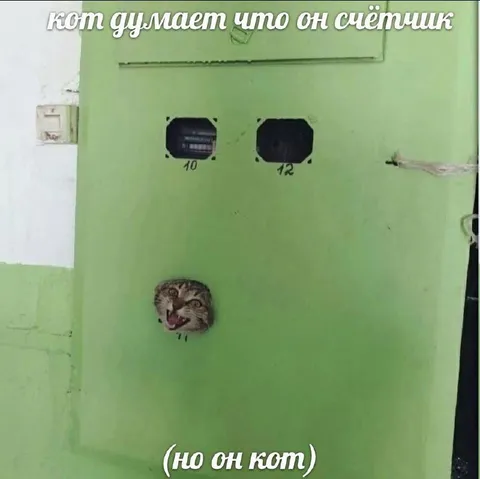 Кот думает, что он счётчик
