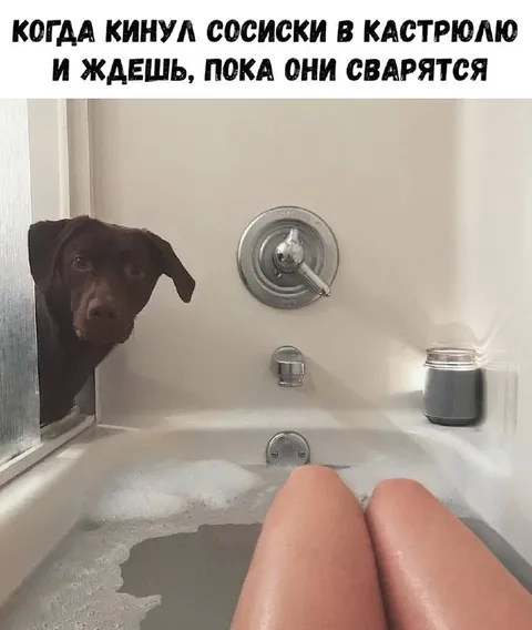 Собака ждёт сосиски в ванной
