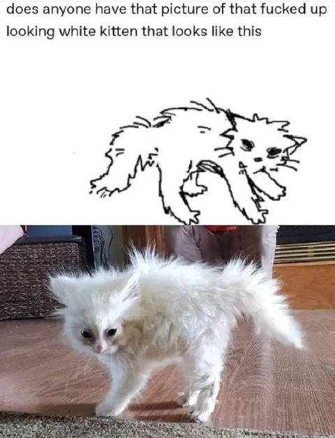 Fucked Up Looking White Kitten