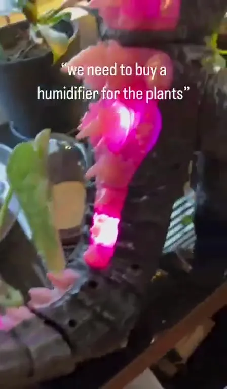 Humidifier for the Plants