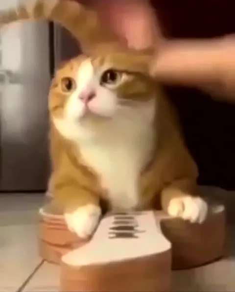 Кот играет на гитаре
