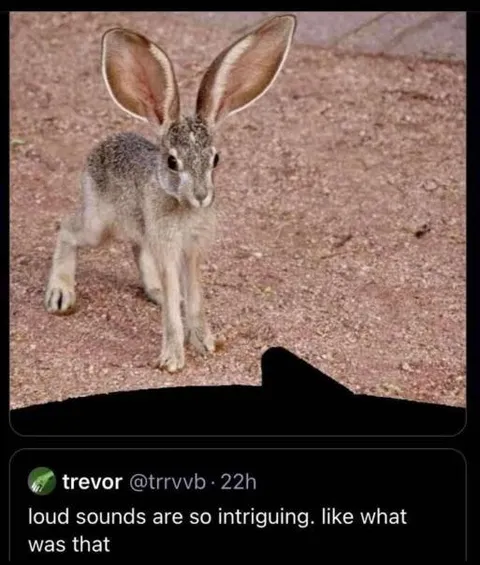 Rabbit Investigates Loud Sounds