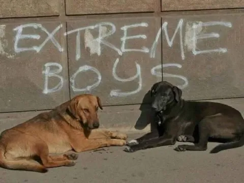 Extreme Boys Dogs