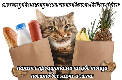 Кот несёт продукты на себе