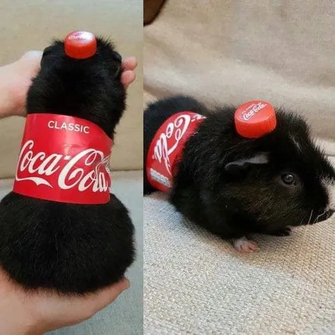 Coca-Cola Guinea Pig