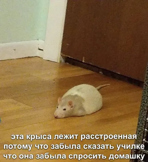 Расстроенная крыса забыла спросить домашку