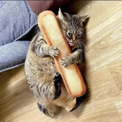 Кот обнимает батон