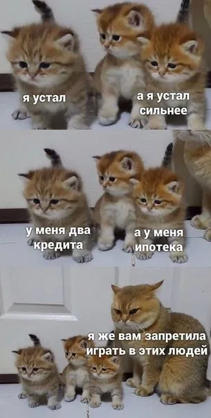Котята соревнуются в проблемах