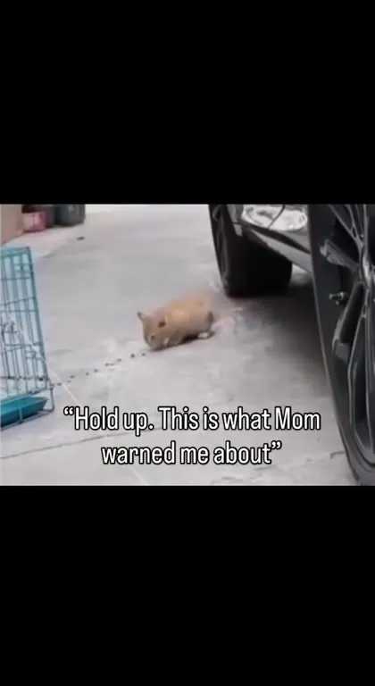 Kitten Discovers What Mom Warned About