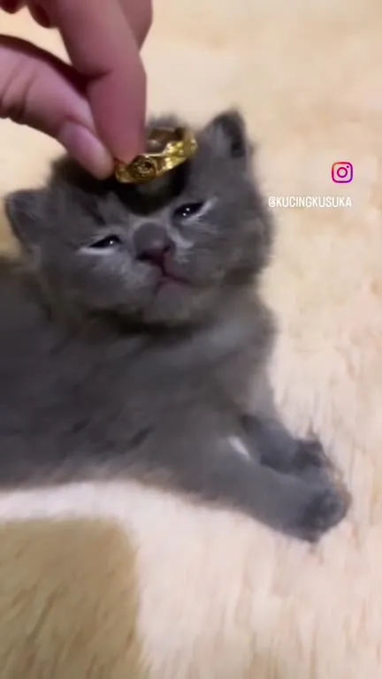 Милый котёнок под музыку
