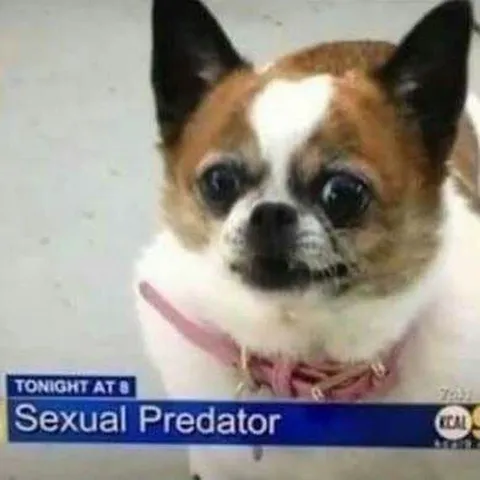 Dog Sexual Predator News Caption