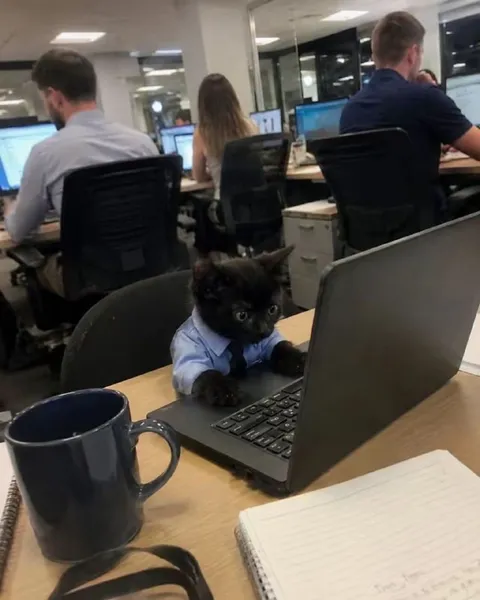 Кот работает в офисе