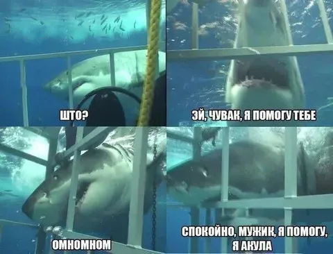 А акула поможет