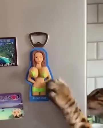 Кот пытается открыть бутылку