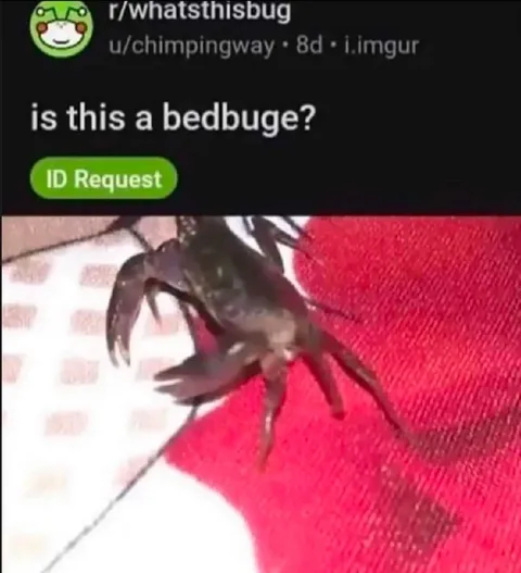 Is This a Bedbug?
