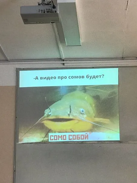 Видео про сомов сегодня