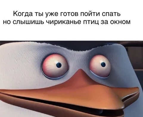 Когда птицы не дают уснуть
