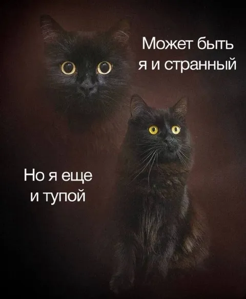 Странный и тупой кот