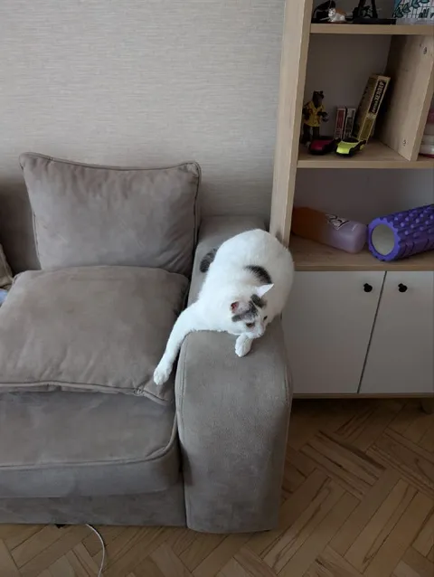 Кот на подлокотнике