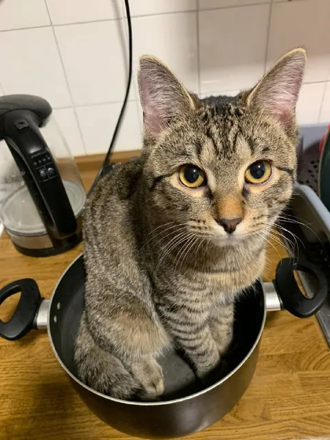 Кот в сковородке