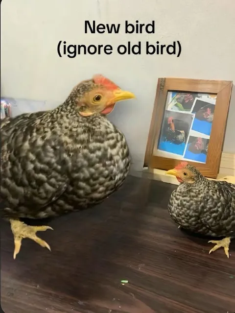 New Bird Ignores Old Bird