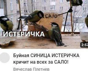 Истеричная синица требует сало