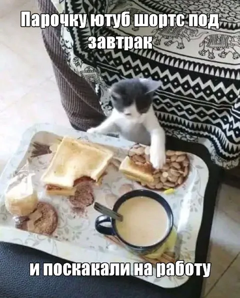 Кот завтракает перед работой