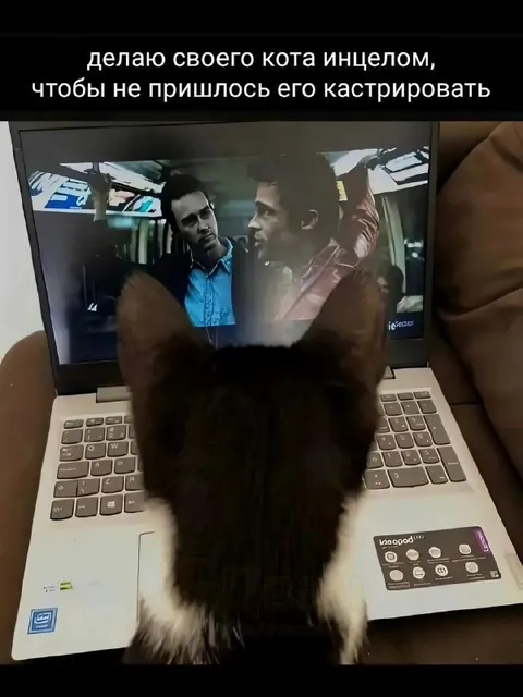Кот-инкубатор инцела