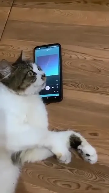 Кот слушает грустную песню