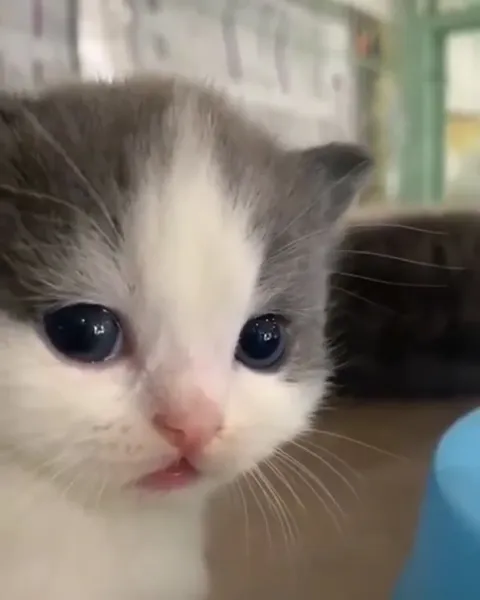 Грустный котёнок смотрит в камеру