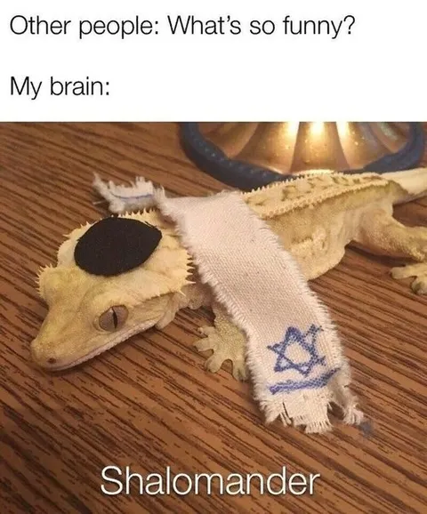 Shalomander Brain Joke