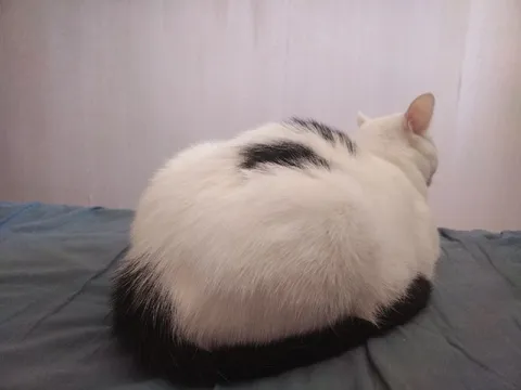 Кот тихонько трещит