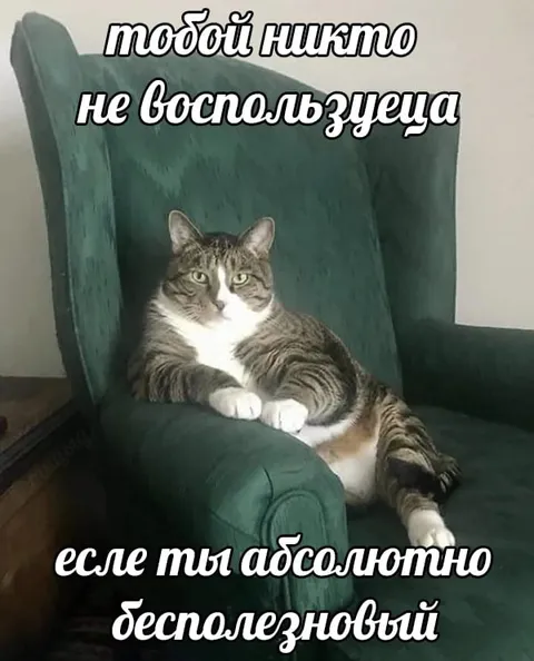 Абсолютно бесполезный кот