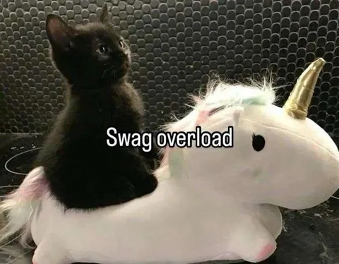 Swag Overload Cat