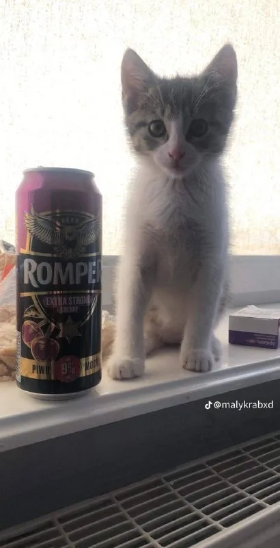 Kotek i mocne piwo