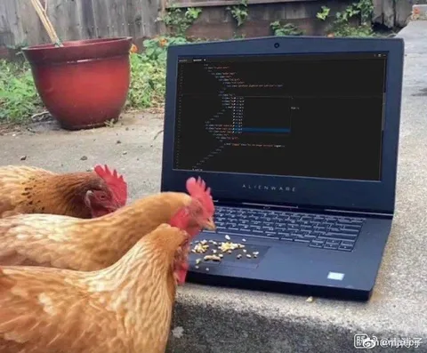 Chickens Programming on Laptop
