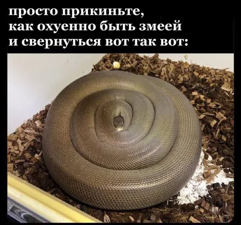 Как охуенно быть змеёй