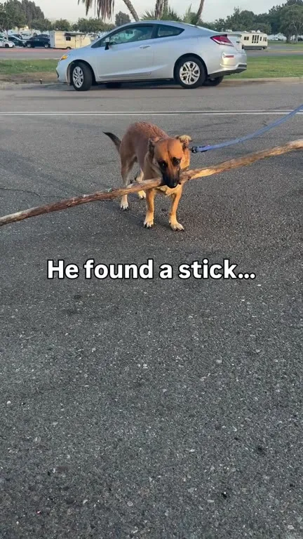 Dog Finds an Enormous Stick