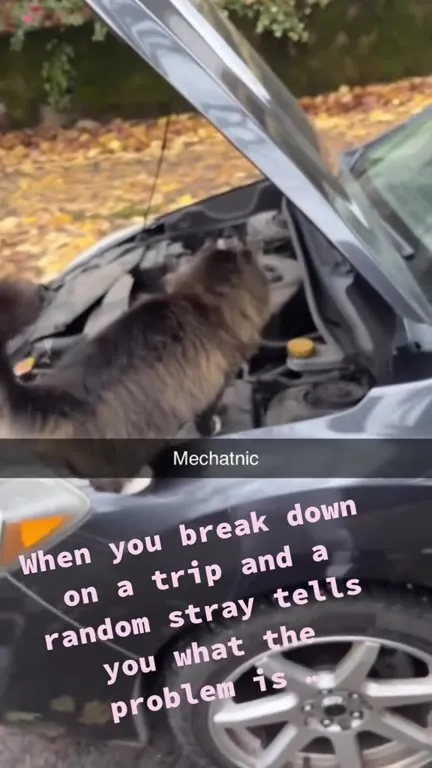 Stray Cat Diagnoses Broken Car